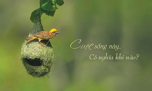 Ý Nghĩa Cuộc Sống: Hành Trình Vô Tận Của Tự Thân